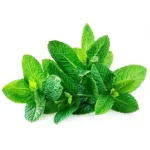 Fresh Mint Leaf Bunch