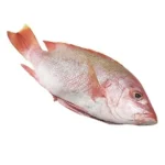 Fresh Red Snapper (500-800g) 1kg