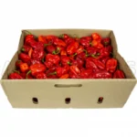 Fresh Scotch Bonnet Peppers (Chilli) Box
