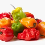 Fresh Scotch Bonnet Peppers (Chilli) 100g